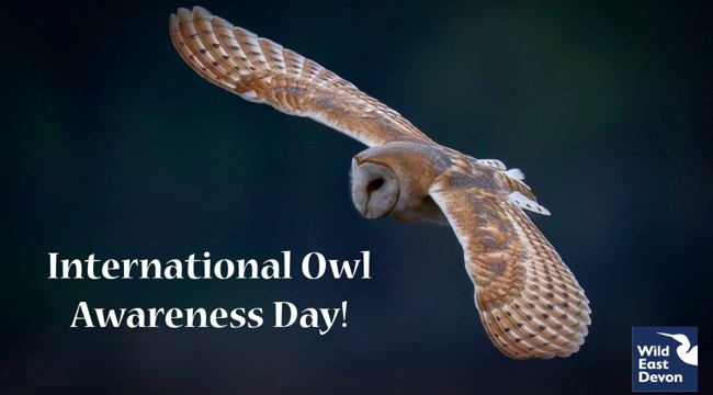 Barn owl