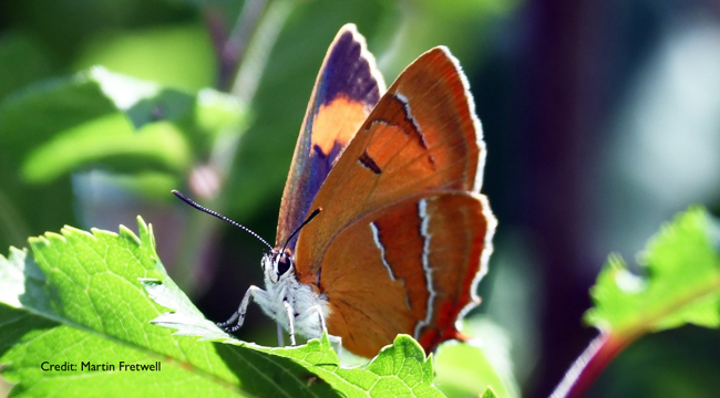 Rare Brown Hairstreak found at Seaton Wetlands