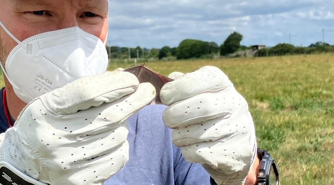 Ben Morgan-Brown inspecting Soprano Pipistrelle wing - handled under licence