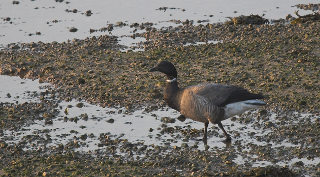 Brent Goose