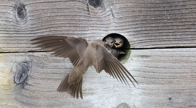 Sand martin adult feeding chicks