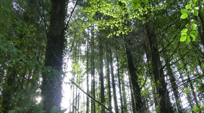 Holyford Woods Local Nature Reserve