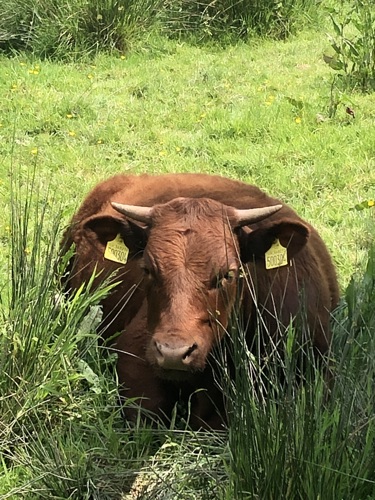 Cow laying down