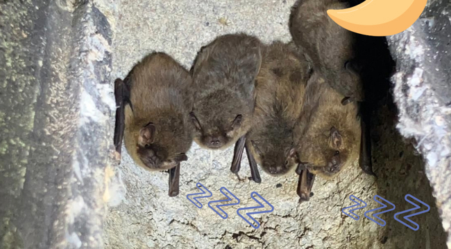 Bats