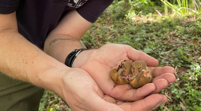 Image of two dormice being surveyed.