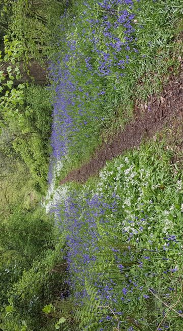 Bluebells at Holyford Woods