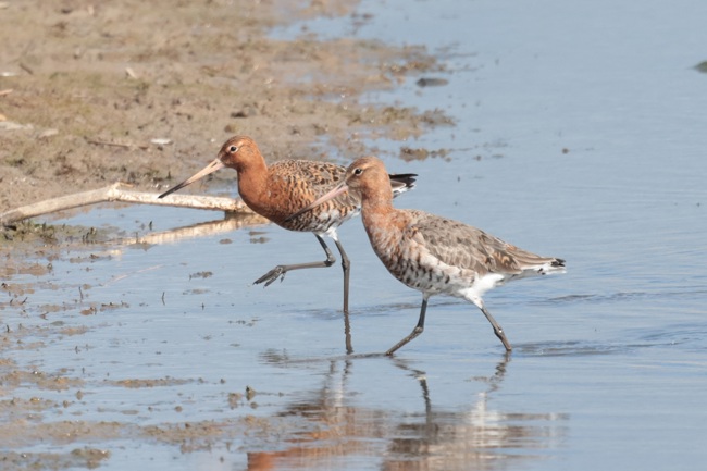 Black tailed Godwits