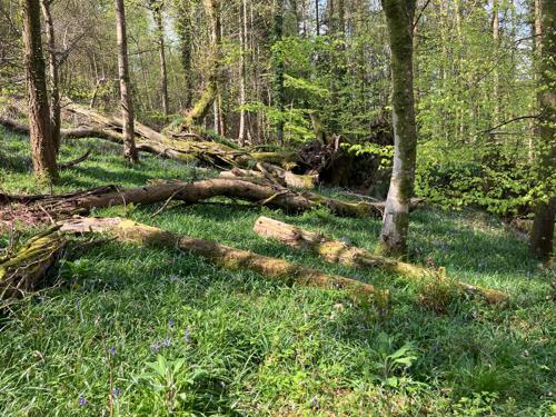 Dead wood at Holyford Woods