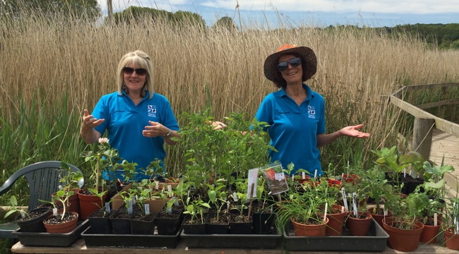 Volunteers at our plant sale