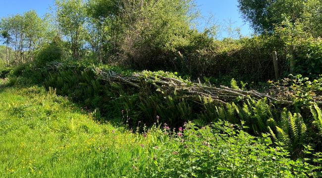 A freshly laid hedge at Knap Copse
