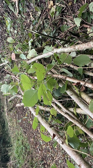 Hedge at Knapp Copse